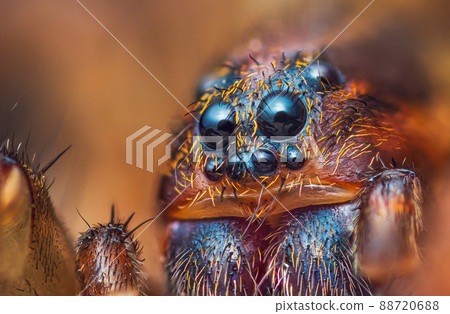 Scary portrait of Ground wolf spider, Trochosa terricola, close up macro photo 88720688