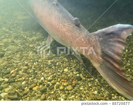 Phantom fish Ito Phantom fish Ito 88720877