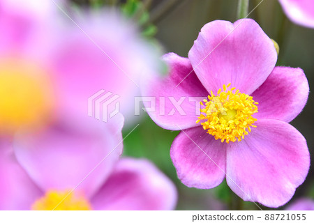 Japanese anemone with autumn atmosphere Popular autumn flowers for girls 88721055