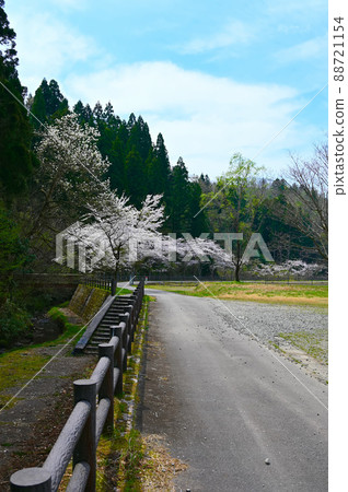Nanatsu Falls, a row of cherry blossom trees along the river, Nomi City 88721154
