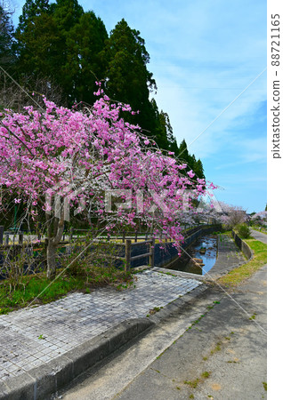 Nanatsu Falls Sakura on the promenade Nomi City 88721165