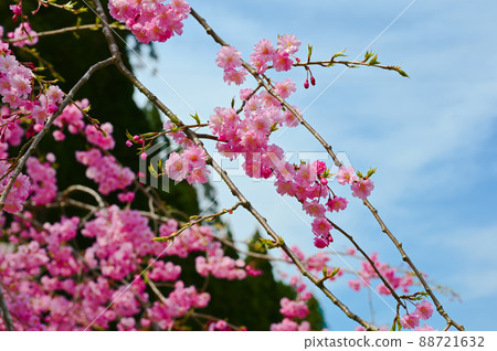 Nanatsu Falls Promenade Sakura Nomi City 88721632