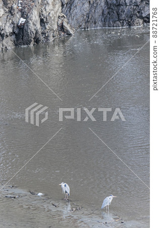Gray heron aiming for food at the waterside in the middle of winter February Lake Okutama 88721768