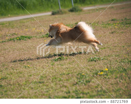 Running Pomeranian 88721769