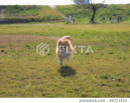 跑博美犬 跑博美犬 88721814