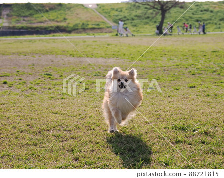 跑博美犬 88721815