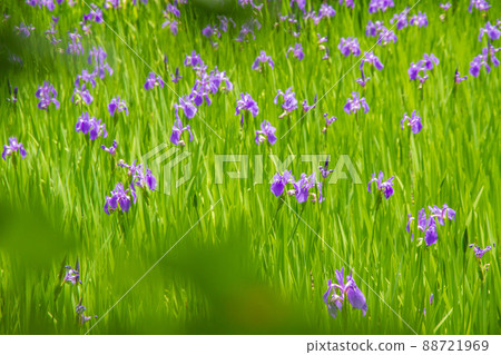 拍攝京都北區神賀茂太田神社的鳶尾花 88721969