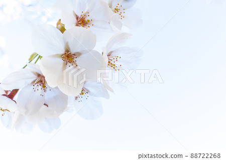 日本櫻花和白色背景 88722268