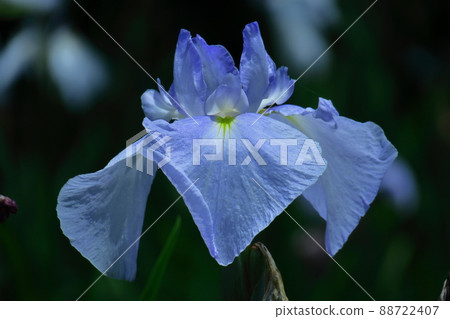 Bloom gracefully as a rose Bloom gracefully as a rose 88722407