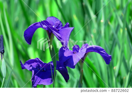 像玫瑰一樣優雅地綻放 88722602