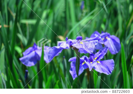 像玫瑰一樣優雅地綻放 像玫瑰一樣優雅地綻放 88722603