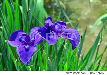 Bloom gracefully as a rose 88722607