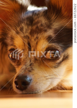 Chihuahua looking at the camera with a blue merle pattern Chihuahua looking at the camera with a blue merle pattern 88722622