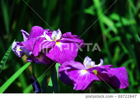 像玫瑰一樣優雅地綻放 88722647