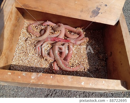 Mamushi 裝在老牌食品盒裡 Mamushi 裝在老牌食品盒裡 88722695