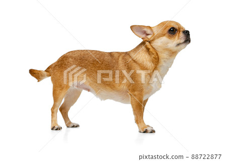 Portrait of cute little golden color chihuahua isolated on white studio background. Concept of animal life, breeds, vet and care Portrait of cute little golden color chihuahua isolated on white studio background. Concept of animal life, breeds, vet and care 88722877