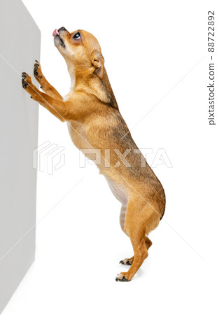 One little dog, golden color chihuahua posing isolated on white studio background. Concept of animal life, breeds, vet and care One little dog, golden color chihuahua posing isolated on white studio background. Concept of animal life, breeds, vet and care 88722892