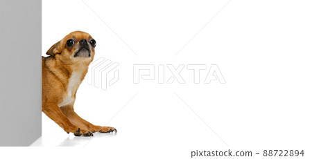 One little dog, golden color chihuahua posing isolated on white studio background. Concept of animal life, breeds, vet and care 88722894
