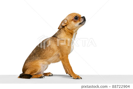 Portrait of cute little golden color chihuahua isolated on white studio background. Concept of animal life, breeds, vet and care 88722904