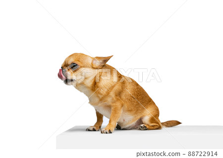 Studio shot of little golden color chihuahua isolated on white studio background. Concept of animal life, breeds, vet and care Studio shot of little golden color chihuahua isolated on white studio background. Concept of animal life, breeds, vet and care 88722914