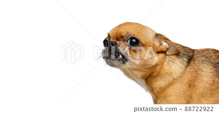 Studio shot of little golden color chihuahua isolated on white studio background. Concept of animal life, breeds, vet and care 88722922