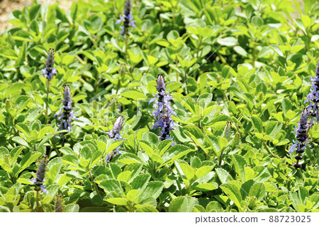 Borujinyu Flower Borujinyu Flower 88723025