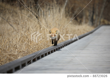 A red fox that appeared on a boardwalk 88723026