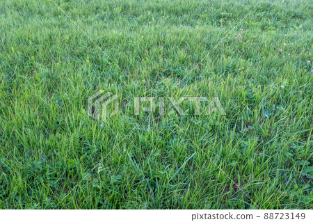 Background from trimmed lawn, top view. The texture of the mown green grass, close up. Field of mown green grass for post, screensaver, wallpaper, postcard, poster, banner, cover, website. High Background from trimmed lawn, top view. The texture of the mown green grass, close up. Field of mown green grass for post, screensaver, wallpaper, postcard, poster, banner, cover, website. High 88723149