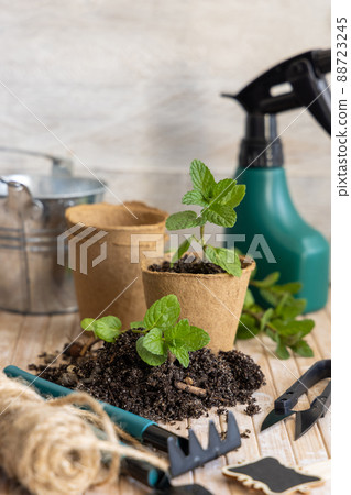 Mint seedlings in biodegradable pots near garden tools. Indoor gardening, germinating herb seeds Mint seedlings in biodegradable pots near garden tools. Indoor gardening, germinating herb seeds 88723245