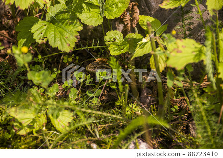 sand lizzard (Lacerta agilis) sand lizzard (Lacerta agilis) 88723410