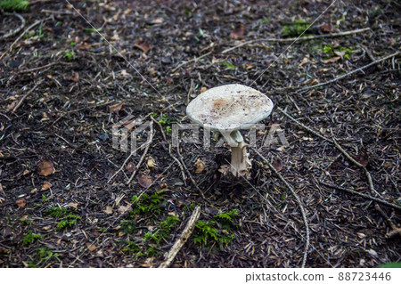 a big mashroom a big mashroom 88723446