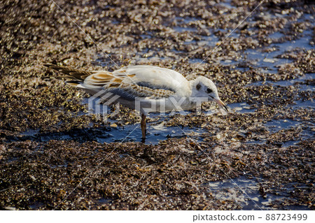 seagull on dirty from algae shore seagull on dirty from algae shore 88723499