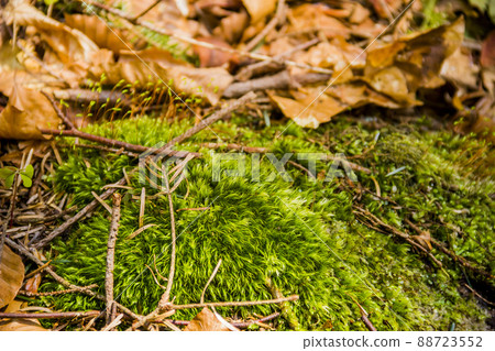 close-up of moss in the forest close-up of moss in the forest 88723552