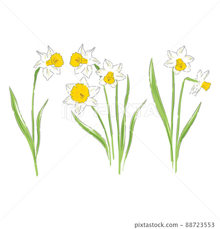 Daffodil spring Easter flower botanical hand drawn vector illustration set isolated on white. Daffodil spring Easter flower botanical hand drawn vector illustration set isolated on white. 88723553