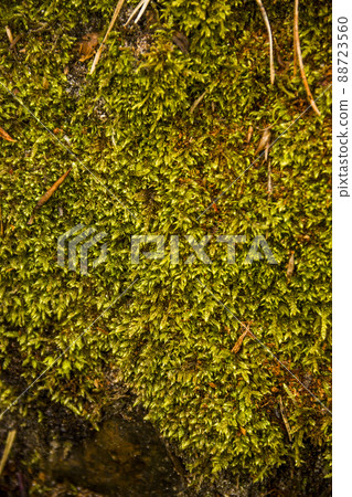 close-up of moss in the forest 88723560