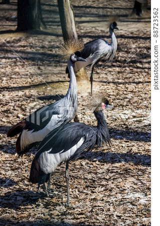 black crowned cranes in the zoo 88723562