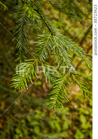 close-up of fir branch (Abies alba) close-up of fir branch (Abies alba) 88723623