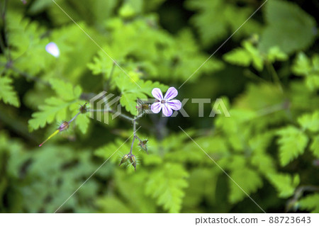 a red robin flower (geranium robertianum) a red robin flower (geranium robertianum) 88723643