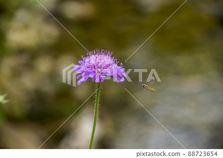 drone fly (Eristalis tenax) on field scabious flower 88723654