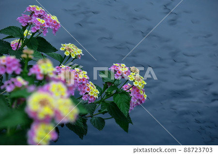花色變化的花 花色變化的花 88723703