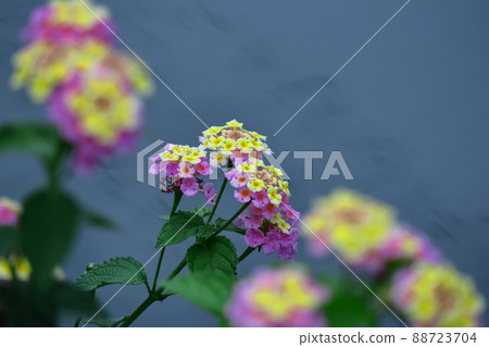 花色變化的花 花色變化的花 88723704