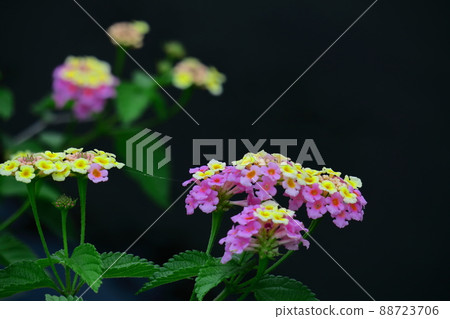 Flowers whose flower color changes Flowers whose flower color changes 88723706