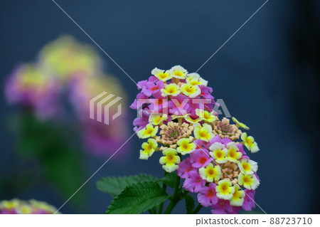 花色變化的花 花色變化的花 88723710