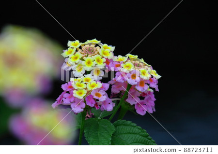 Flowers whose flower color changes Flowers whose flower color changes 88723711