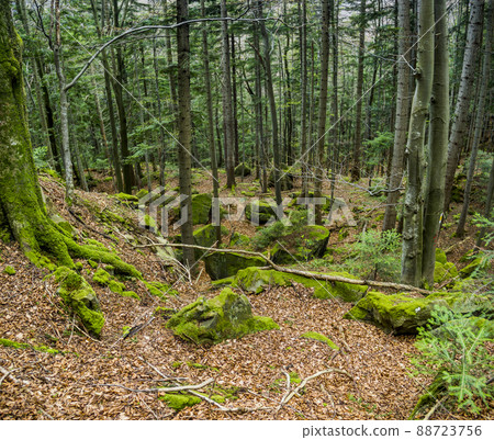 carpathian forest landscape, national park Skolivski beskidy carpathian forest landscape, national park Skolivski beskidy 88723756