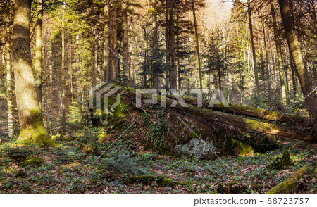 a deep forest landscape with fallen fir trees and a large stone covered with moss in Ukrainian Carpathian a deep forest landscape with fallen fir trees and a large stone covered with moss in Ukrainian Carpathian 88723757