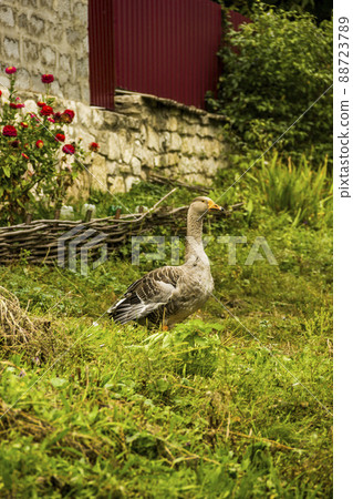 a greylag goose (Anser anser) 88723789