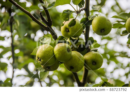 a green apples 88723792