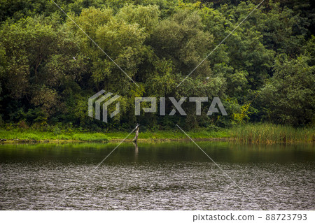 grey herons on the riverbank 88723793