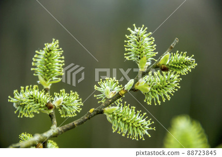 a male willow catkins a male willow catkins 88723845